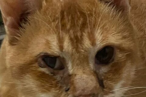 C2909-Ginger